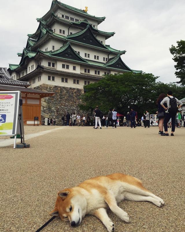 「史上最懶的柴犬」在任何地方都能一秒睡著，主人堅持帶牠旅遊「給牠全部的愛」