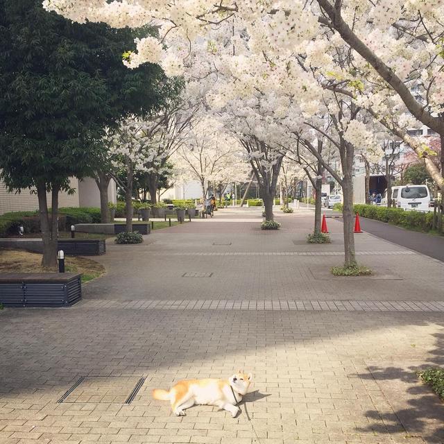 「史上最懶的柴犬」在任何地方都能一秒睡著，主人堅持帶牠旅遊「給牠全部的愛」