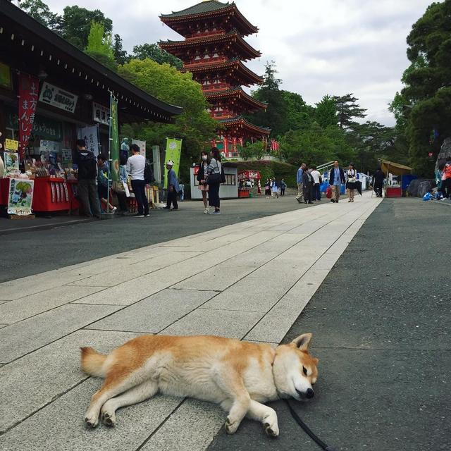 「史上最懶的柴犬」在任何地方都能一秒睡著，主人堅持帶牠旅遊「給牠全部的愛」