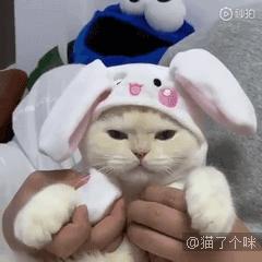 看我飛高高～　他拍下主子一系列「起飛瞬間」照片　網驚：這是什麼法術？  