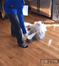 看我飛高高～　他拍下主子一系列「起飛瞬間」照片　網驚：這是什麼法術？  