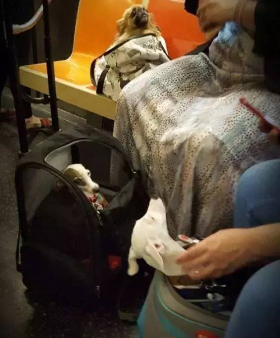 紐約地鐵說，只要包裡塞得下，就可以帶狗，於是主人們都很拼...尤其是最後一張 ，笑慘了！ 