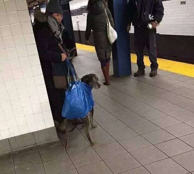 紐約地鐵說，只要包裡塞得下，就可以帶狗，於是主人們都很拼...尤其是最後一張 ，笑慘了！ 
