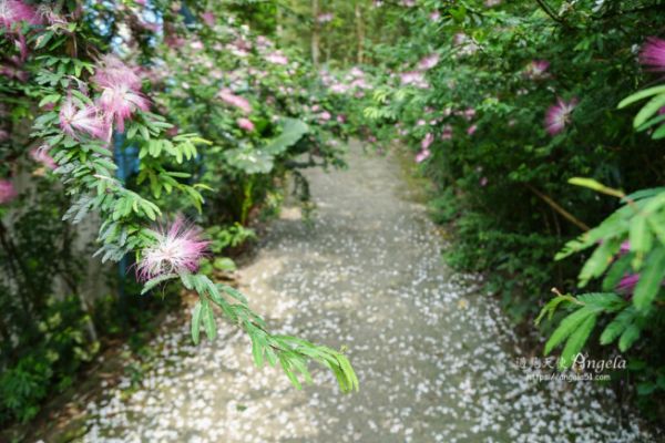 雪白桐花小徑 賞花賞湖悠閒不擠人！