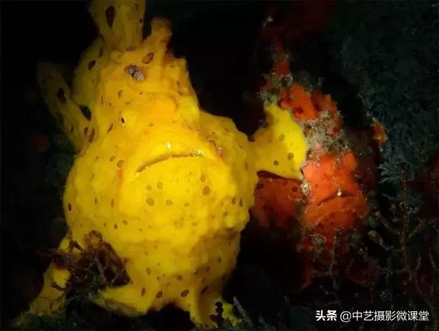 不許笑！這是一場嚴肅的攝影比賽