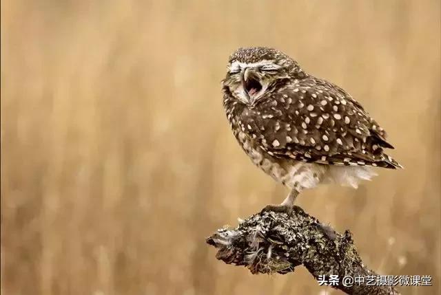 不許笑！這是一場嚴肅的攝影比賽