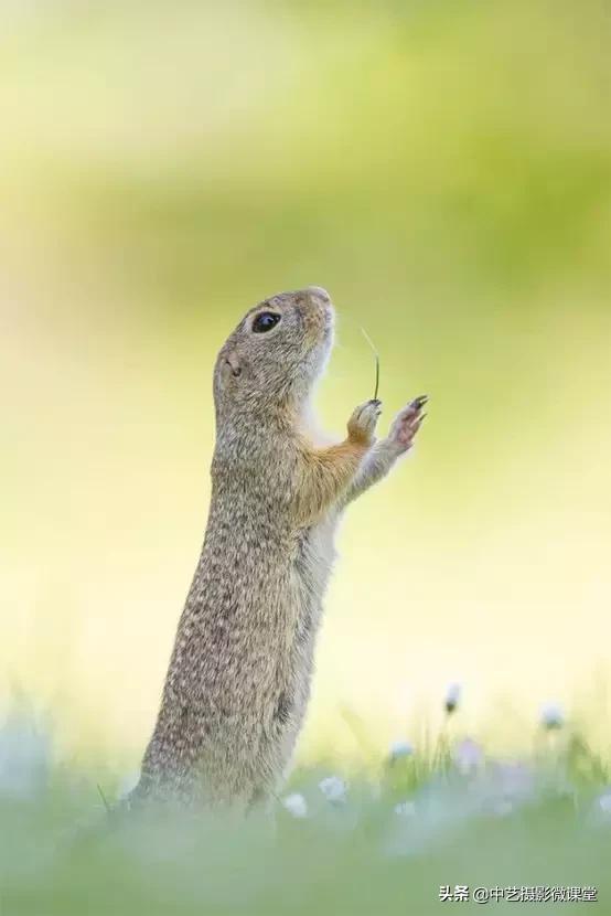 不許笑！這是一場嚴肅的攝影比賽