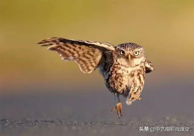 不許笑！這是一場嚴肅的攝影比賽