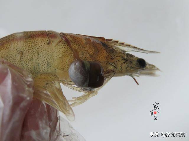 花甲別總是用來爆炒，試試這種夏天的家常湯做法，鮮美無沙無腥味
