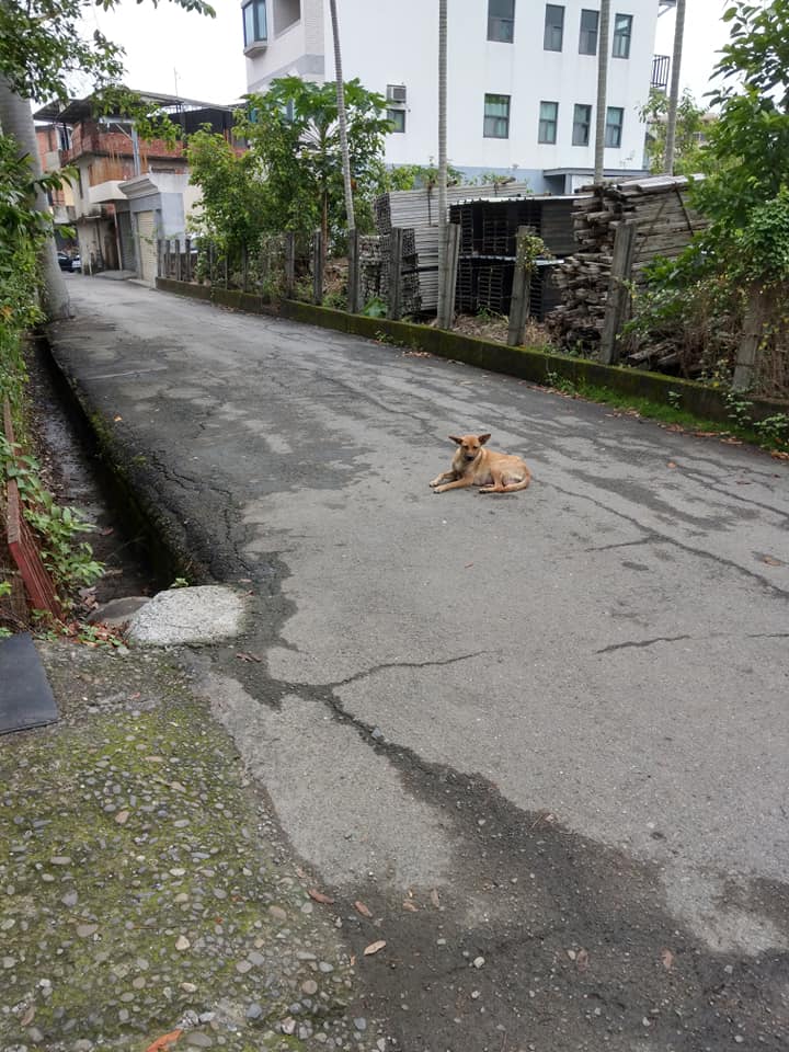 9隻奶狗被卡涵管！好心人「鑽地鑿洞」奮力救援 展開生命接力賽