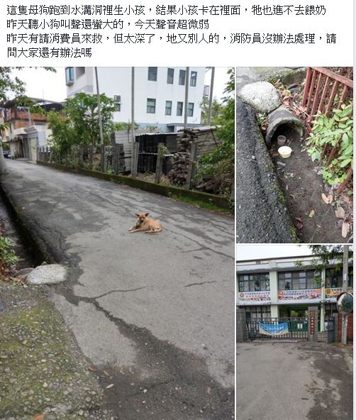 9隻奶狗被卡涵管！好心人「鑽地鑿洞」奮力救援 展開生命接力賽