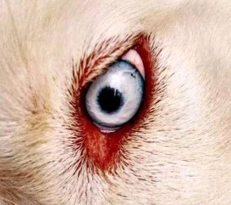 心理測試：哪一個才是狗的眼睛？測你看人的眼光有多凖