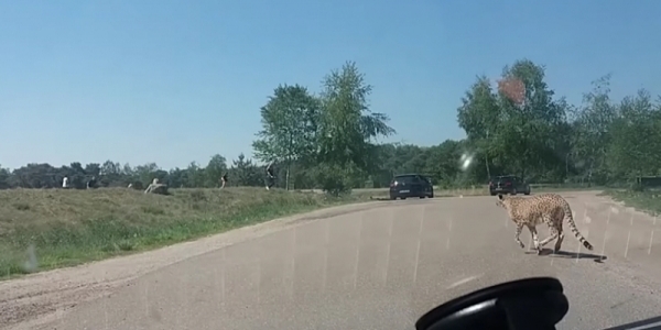 這對夫妻不怕死帶小孩下車危險拍獵豹，竟慘被當成食物！他們全家人眼睜睜看著「獵豹朝自己衝過來」！