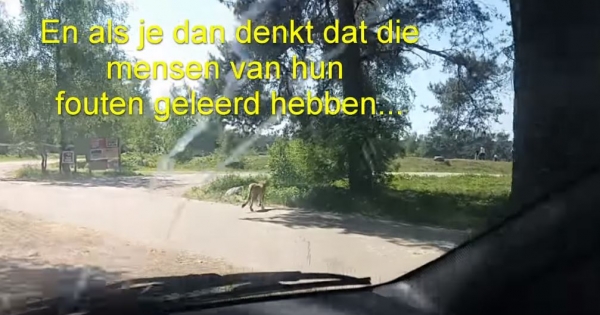 這對夫妻不怕死帶小孩下車危險拍獵豹，竟慘被當成食物！他們全家人眼睜睜看著「獵豹朝自己衝過來」！