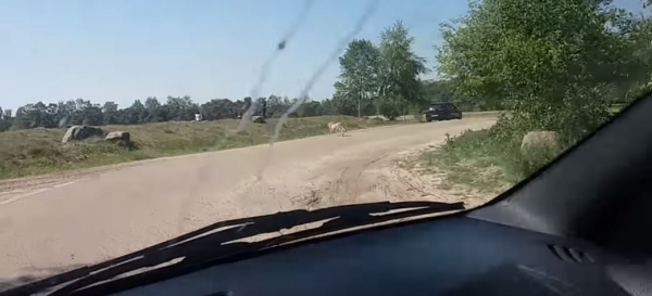 這對夫妻不怕死帶小孩下車危險拍獵豹，竟慘被當成食物！他們全家人眼睜睜看著「獵豹朝自己衝過來」！