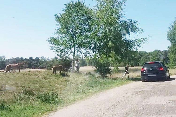 這對夫妻不怕死帶小孩下車危險拍獵豹，竟慘被當成食物！他們全家人眼睜睜看著「獵豹朝自己衝過來」！
