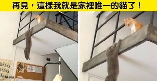 我家這隻怎麼畫風不一樣？23隻讓主人「天天扶額歎氣」的超ㄎㄧㄤ寵物XD