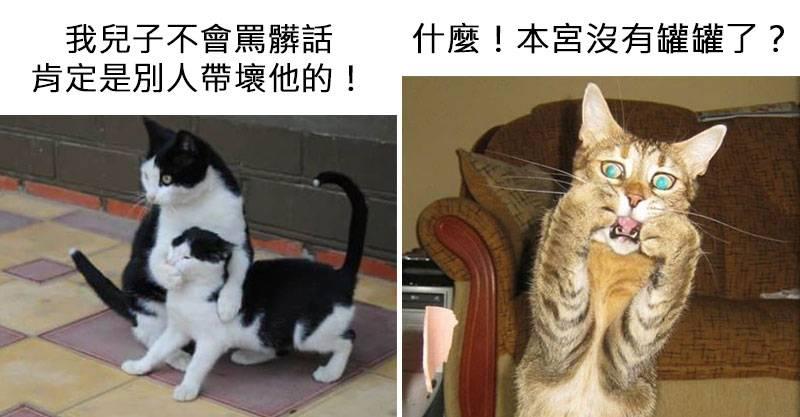 15張「配上對白後根本是吳宗憲」的爆笑貓照　發懶的姿勢就是休假的你！