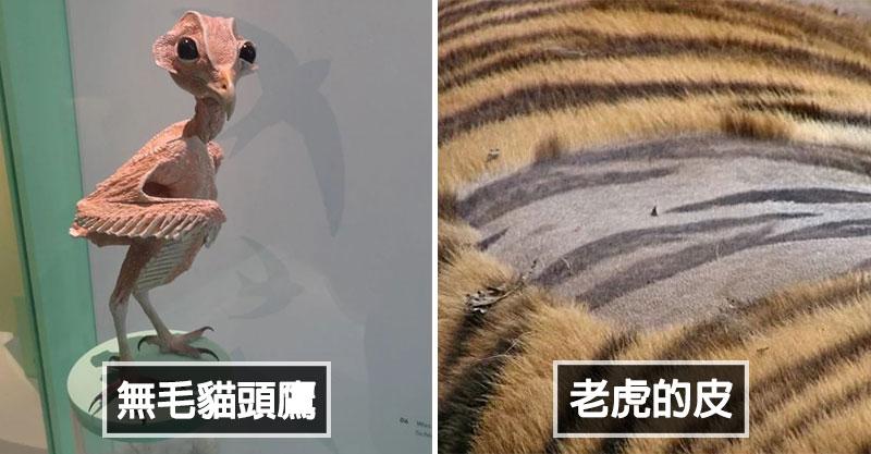 我到底看了什麼？12張讓你崩潰的「裡面長怎樣」驚奇照　烏龜的嘴巴裡面根本噩夢