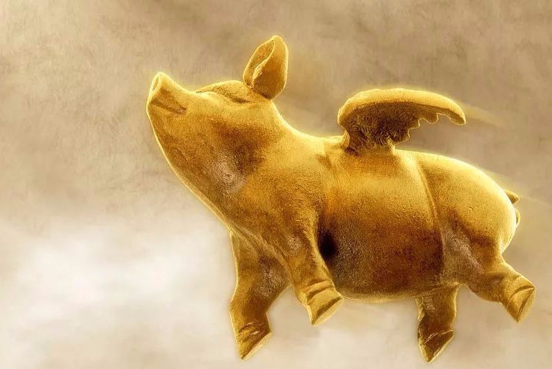 生肖豬：大智若愚者，知世故卻不世故，活得很通透