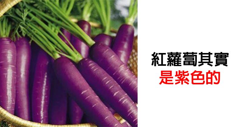13個「即使投胎過也不一定知道」的驚奇小知識　沙烏地阿拉伯根本沒產駱駝！