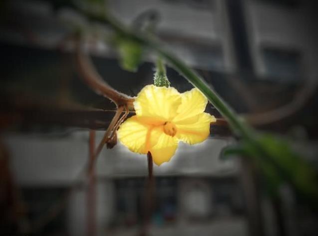 心理測試：4棟房子，你最想住哪一棟？測你老了靠什麼養活自己