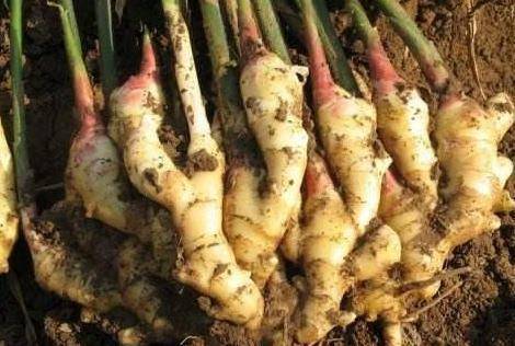 肚子胖成一堆肉? 廚房生薑用起來，瘦到你想「胖」回來，連便秘也好了