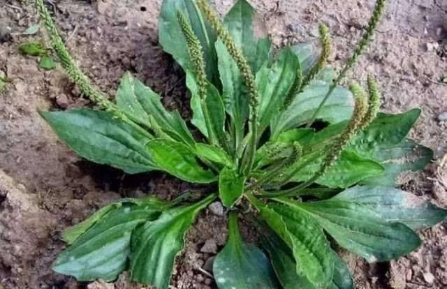 農村這種野草，既能煲湯喝，又能預防感冒，遇到就把它帶回家吧