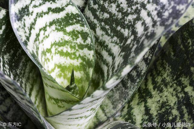 客廳擺放「虎皮蘭」對家居風水有哪些影響作用