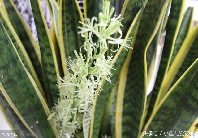 客廳擺放「虎皮蘭」對家居風水有哪些影響作用