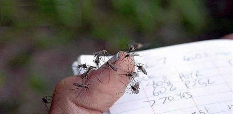 蚊子最高能飛到幾層樓？生物學家給出答案，你買對樓層了嗎？