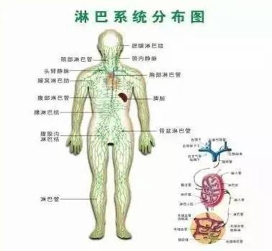 人體三處淋巴關係身體健康，老中醫分享淋巴按摩，關鍵時可能救你一命 !