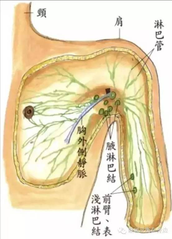 人體三處淋巴關係身體健康，老中醫分享淋巴按摩，關鍵時可能救你一命 !