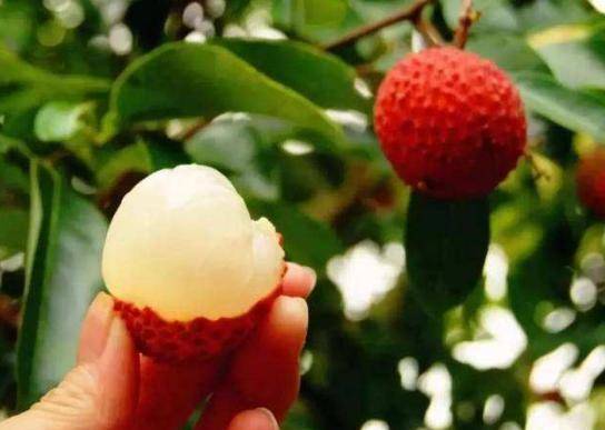 荔枝吃多了會流鼻血？營養師：夏季吃荔枝前，要當心這幾種情況 !