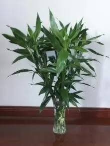 【開運法寶】想要富，家裡需要買個花瓶，夫妻賺大錢，全家都平安
