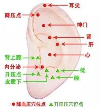 中醫養生：每天拉耳朵5分鐘，甩肉9公斤、血壓也降回正常值，排出體內毒素，腎臟越來越好了