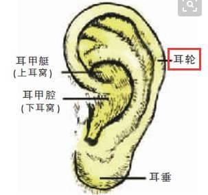 中醫養生：每天拉耳朵5分鐘，甩肉9公斤、血壓也降回正常值，排出體內毒素，腎臟越來越好了