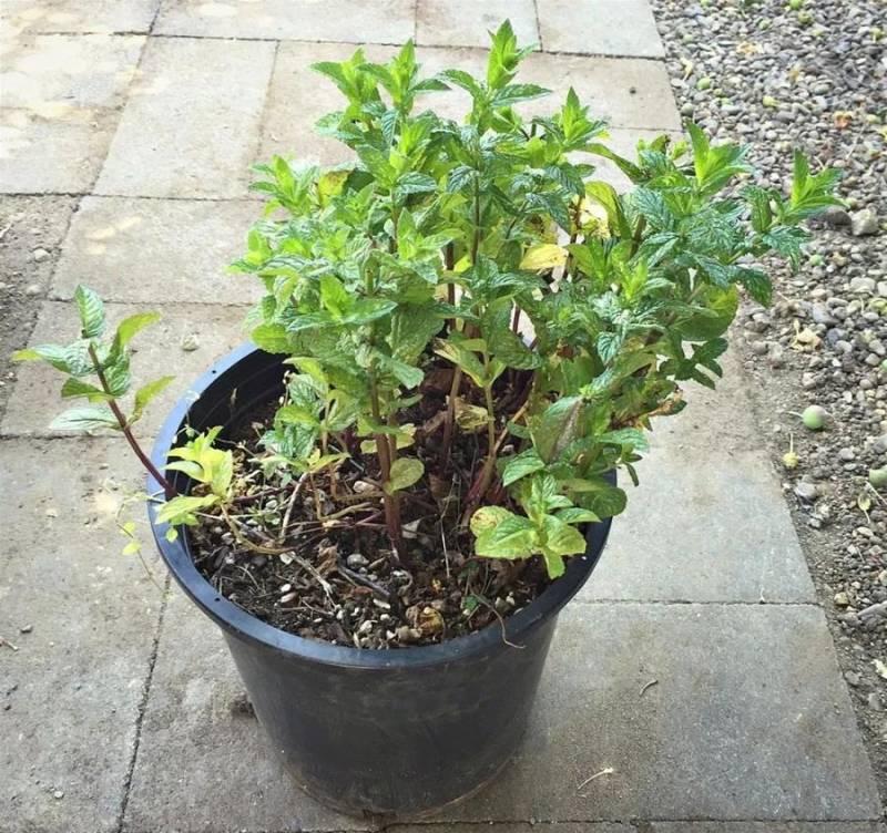 薄荷對人們的10大益處,不僅能做菜，居然還是良藥，廚房陽臺都要種上一盆