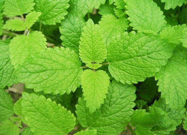 幽門螺桿菌「最怕」這6種食物，經常多吃點，幫你養好胃，趕走胃病和口臭