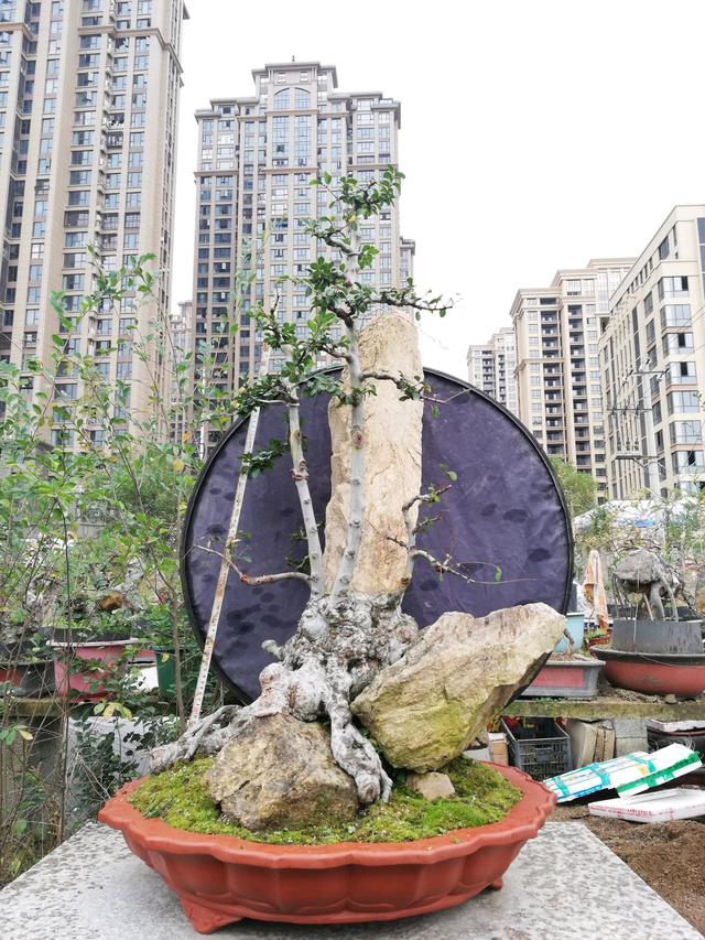 盆景大咖說玩盆景少不了玩根，經典又熱門的盆景根系造型有哪些？