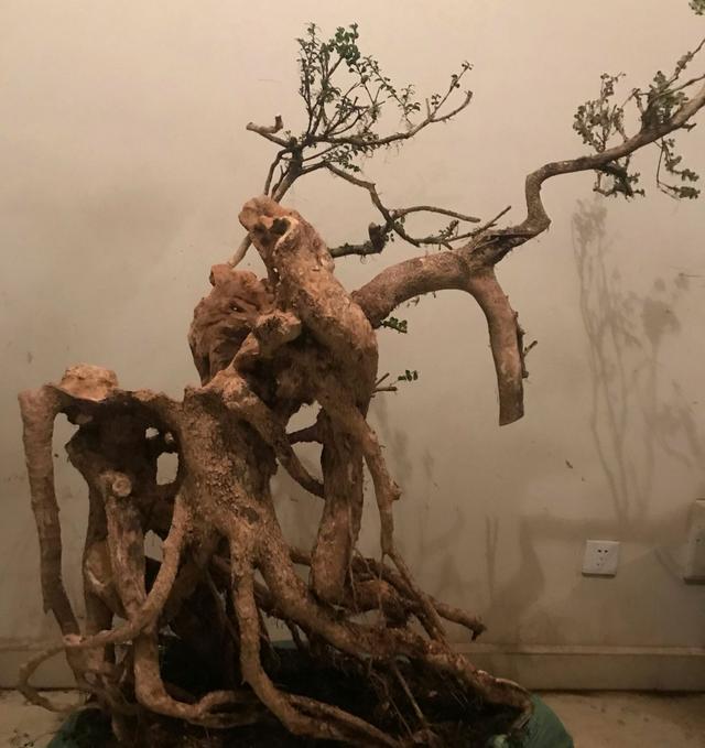 盆景大咖說玩盆景少不了玩根，經典又熱門的盆景根系造型有哪些？