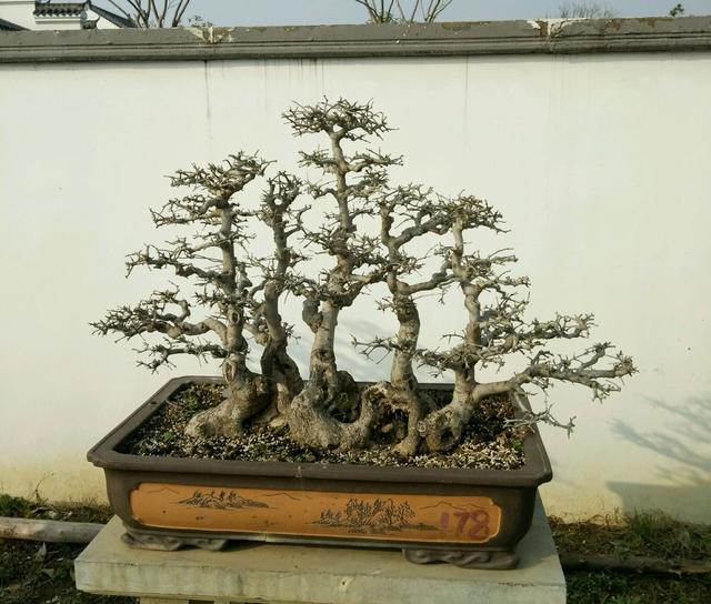 盆景大咖說玩盆景少不了玩根，經典又熱門的盆景根系造型有哪些？
