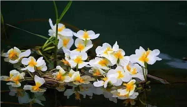 神奇！廣西瑤鄉有一條會開花的河