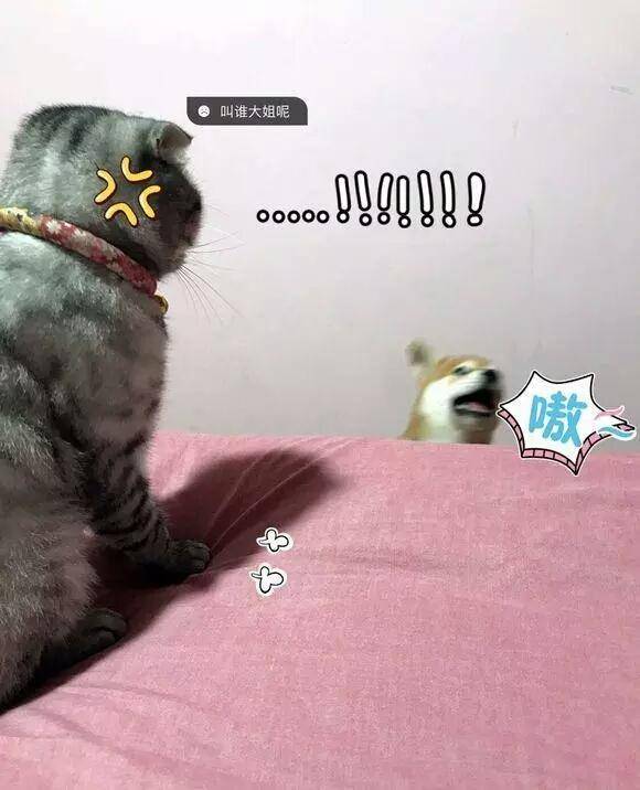 「新成員報到」從此沒好日子！主子每天「喵嗚哭哭」：快把這P孩帶走～