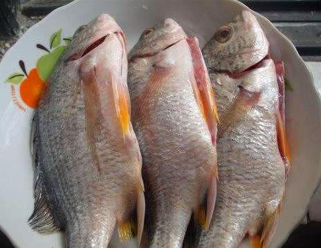 不管煎什麼魚，直接下鍋可不對，先做這一步，魚皮才完整
