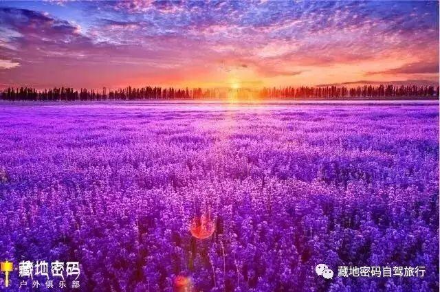 一旦去了北疆伊犁河谷，其他地方都將就了！