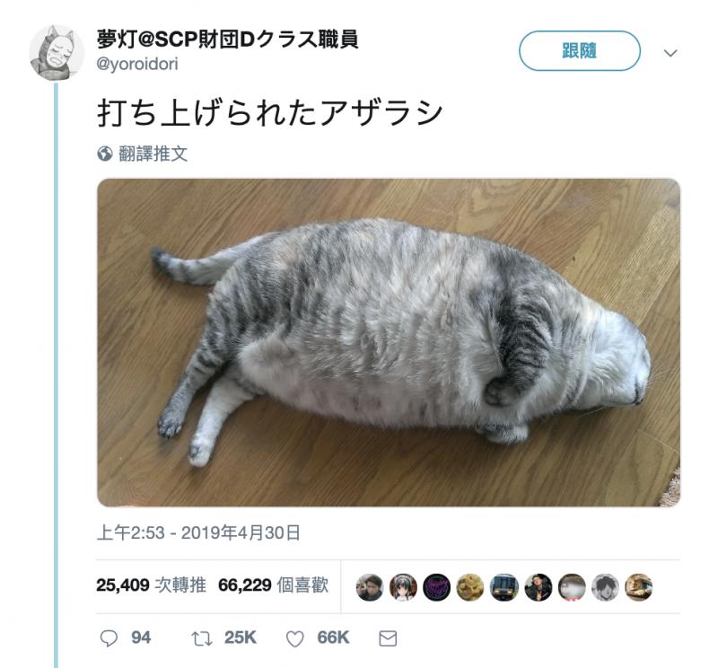 家裡出現新品種海豹？　正面曝光網笑翻：只看臉明明是瘦子～ 