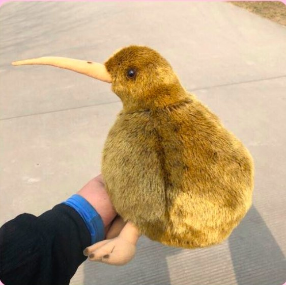 這麼圓滾滾超欠抱！　紐西蘭國寶「奇異鳥」變娃娃呆萌等收編 