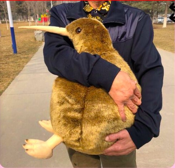 這麼圓滾滾超欠抱！　紐西蘭國寶「奇異鳥」變娃娃呆萌等收編 