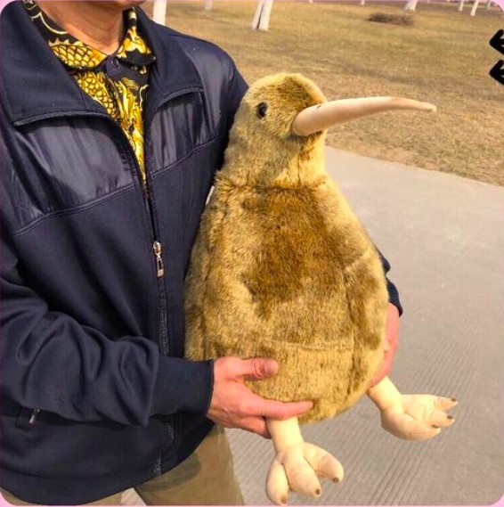這麼圓滾滾超欠抱！　紐西蘭國寶「奇異鳥」變娃娃呆萌等收編 